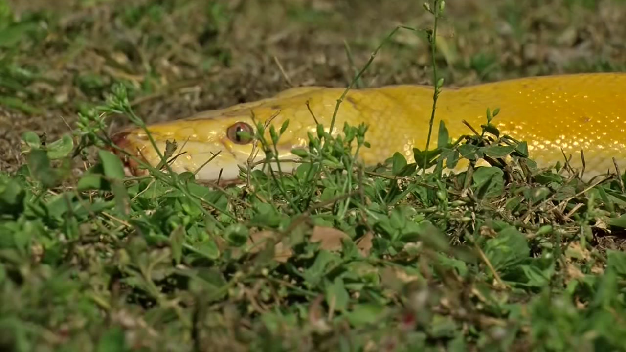 Man finds giant snake by dock