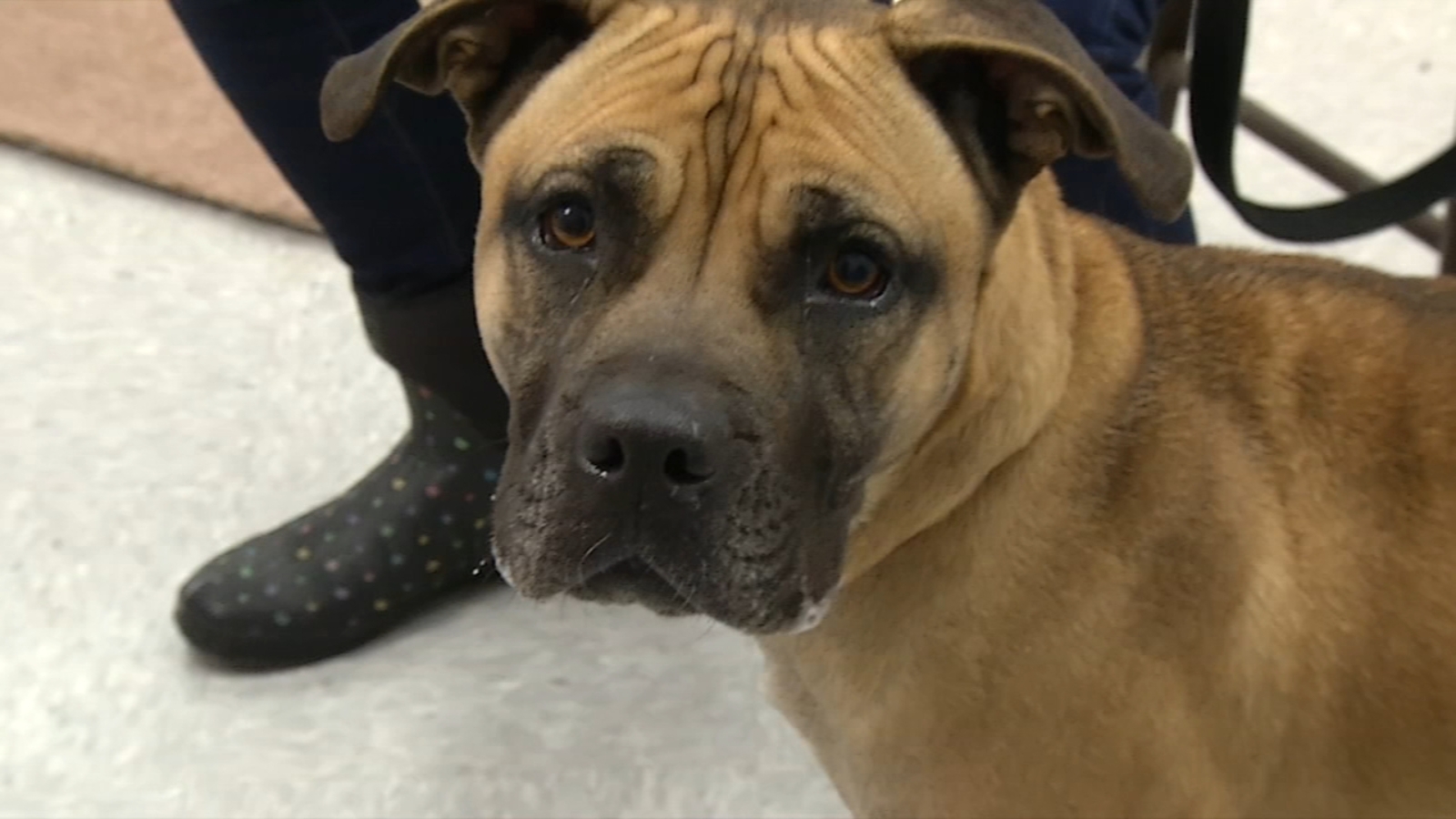 Shelter Me Salem County Humane Society 6abc Philadelphia