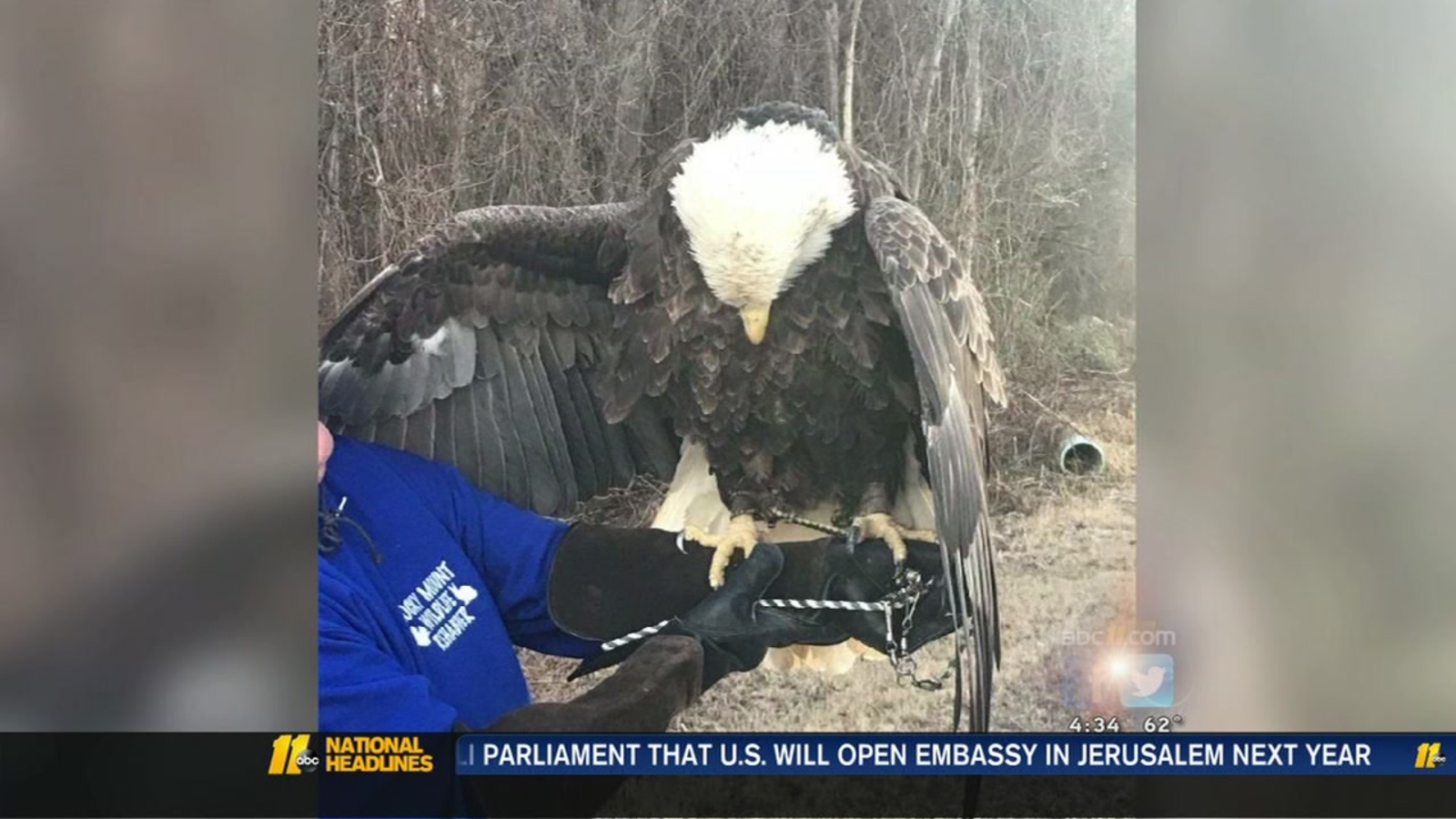 Bald eagle from Wilson dies from lead poisoning - ABC11 Raleigh-Durham
