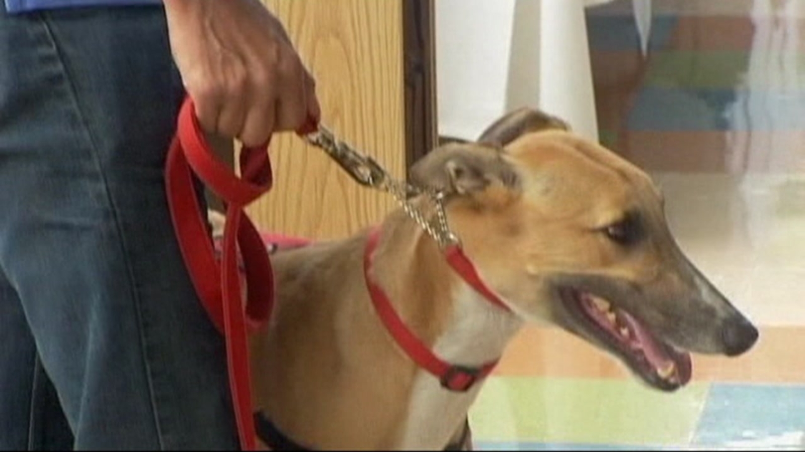 Delta to crack down on service, emotional support animals