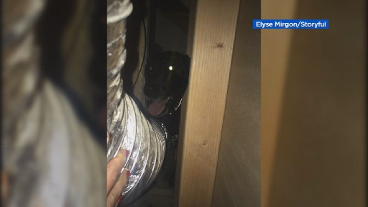 Owners punch through drywall to rescue stuck dog 