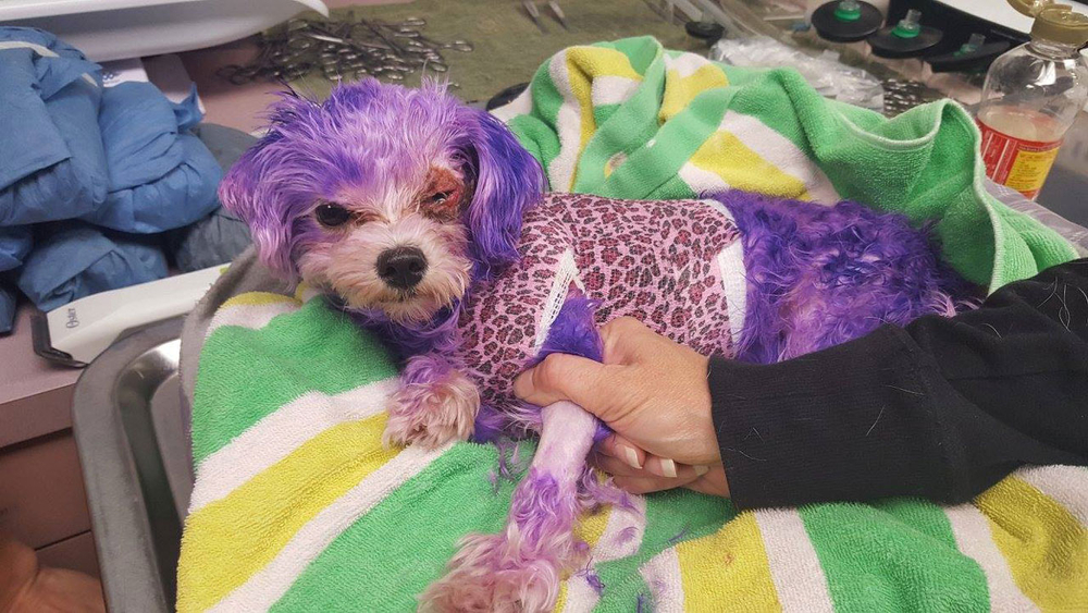 Human hair dye nearly kills dog