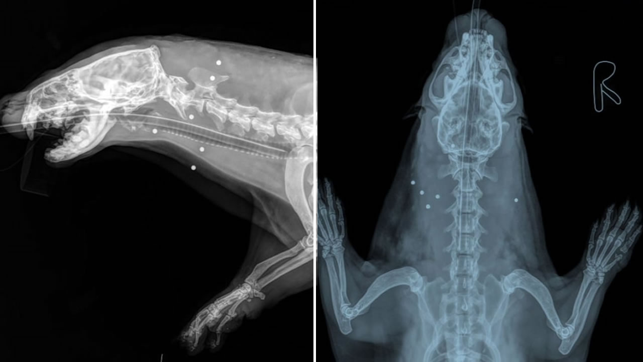 Officials investigating shooting of river otter in Walnut Creek
