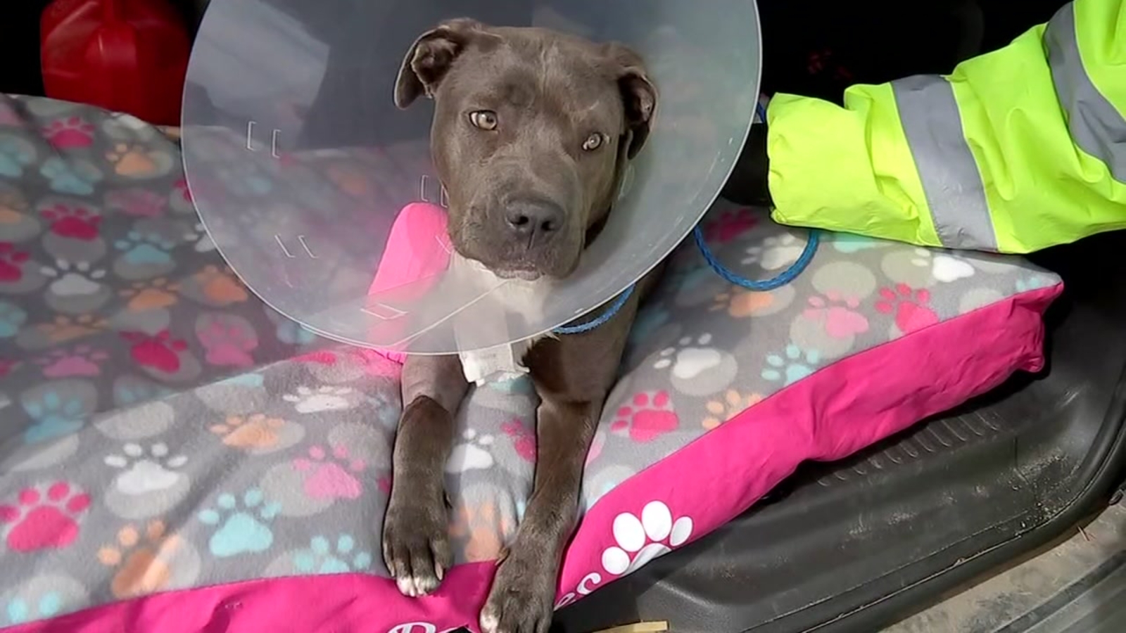 Pit bull rescue group helping dog named Peaches who was found hurt near US 59 ABC13 Houston
