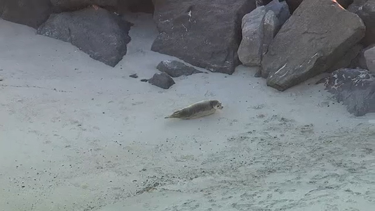 First responders aid beached seal in the Rockaways