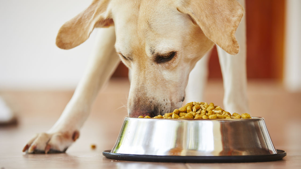 Viral petition asks for food stamps to pay for pet food - ABC7 Los 