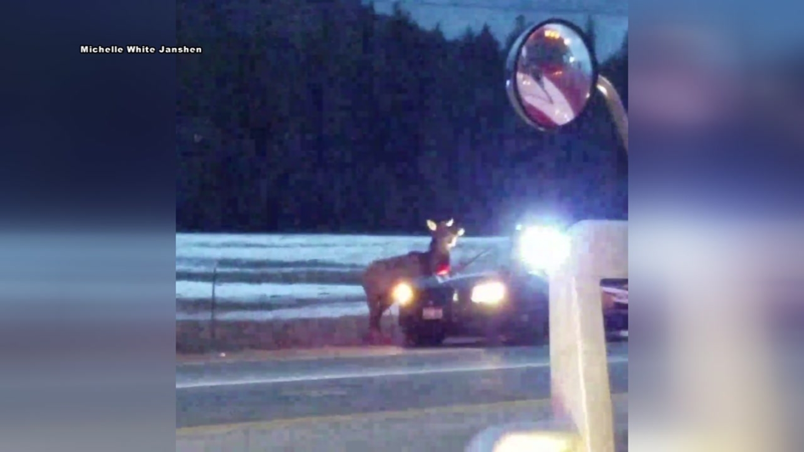 Video shows tense standoff between Idaho police and elk ABC13 Houston