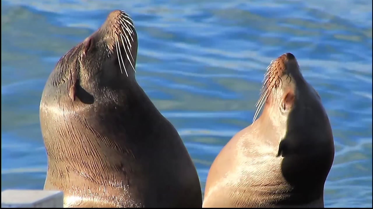 Marine Mammal Center needs volunteers for seal, sea lion 'pup season'