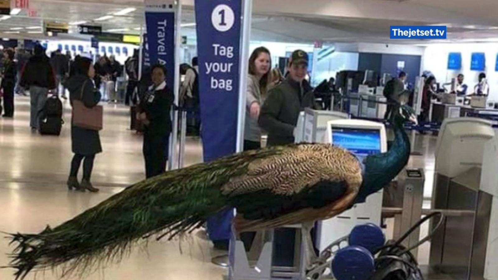 Service animals in flight continue to ruffle feathers ABC7 San Francisco