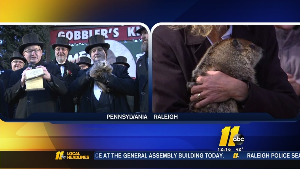 Disagreeing groundhogs: Sir Walter Wally says spring is on the way