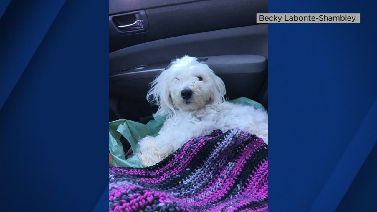 Vacaville family's lost dog found dead with its legs tied