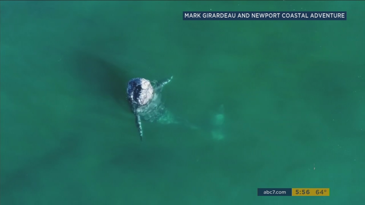 VIDEO: Whale puts on majestic show in Newport Beach