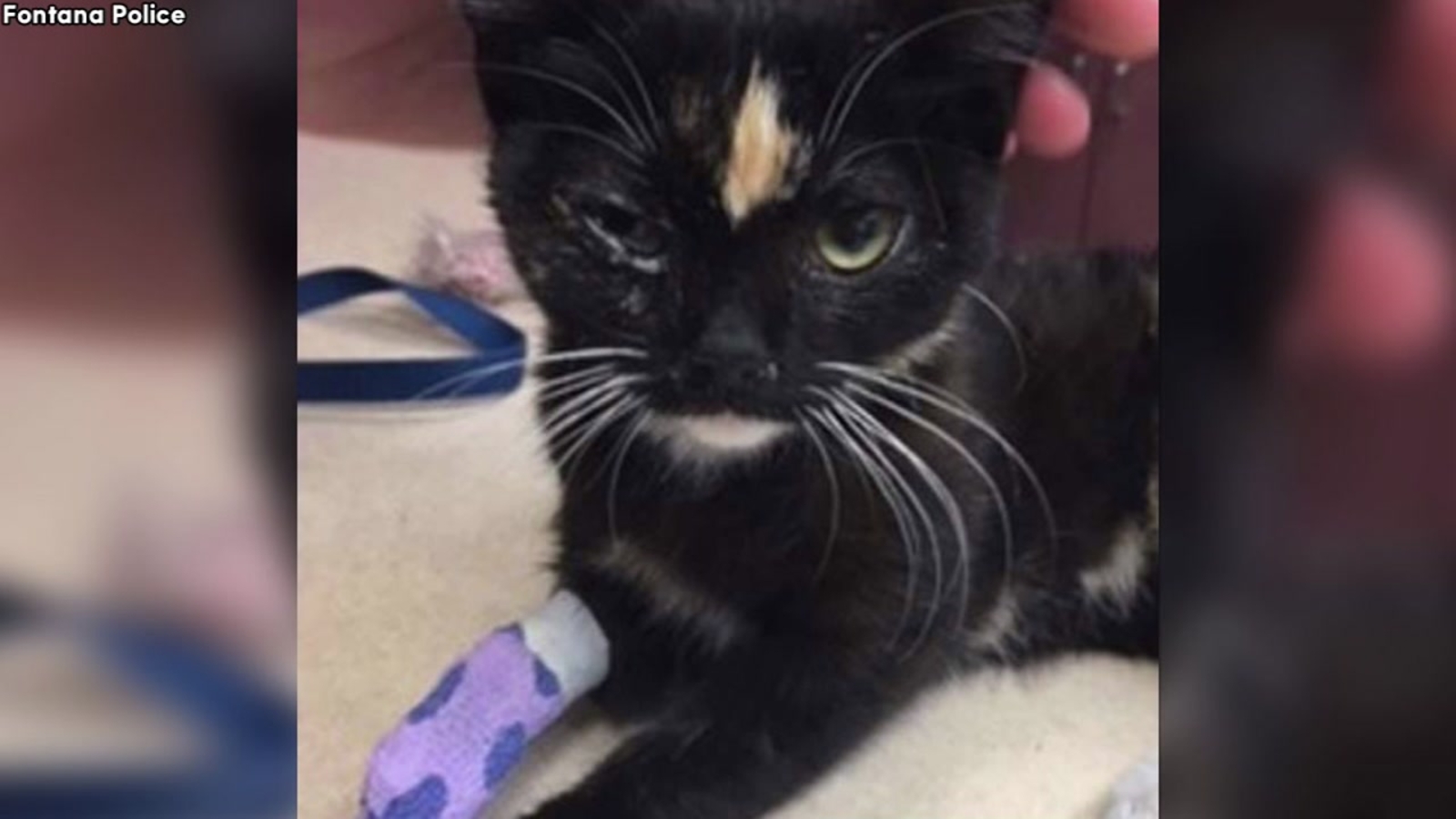 Kitten placed in freezer, thrown off 2ndstory balcony in Fontana