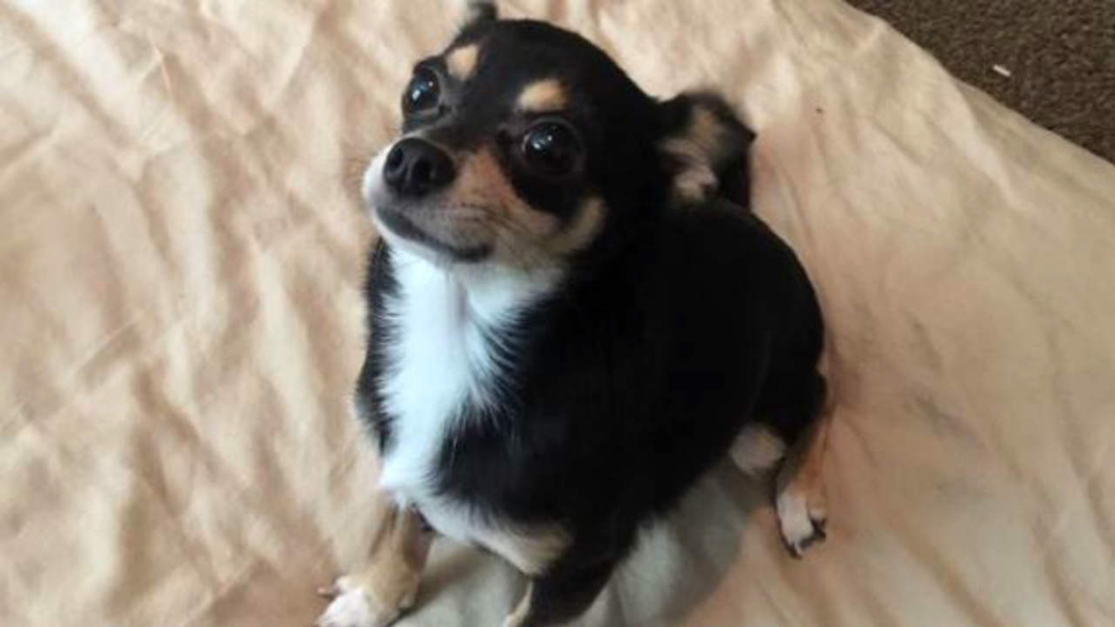 Chihuahua tossed to its death from 7th floor of San Francisco parking
