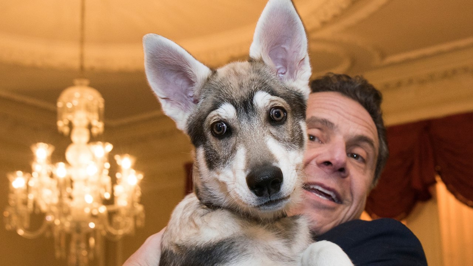 Meet New York State's 'First Dog,' Captain! ABC7 New York