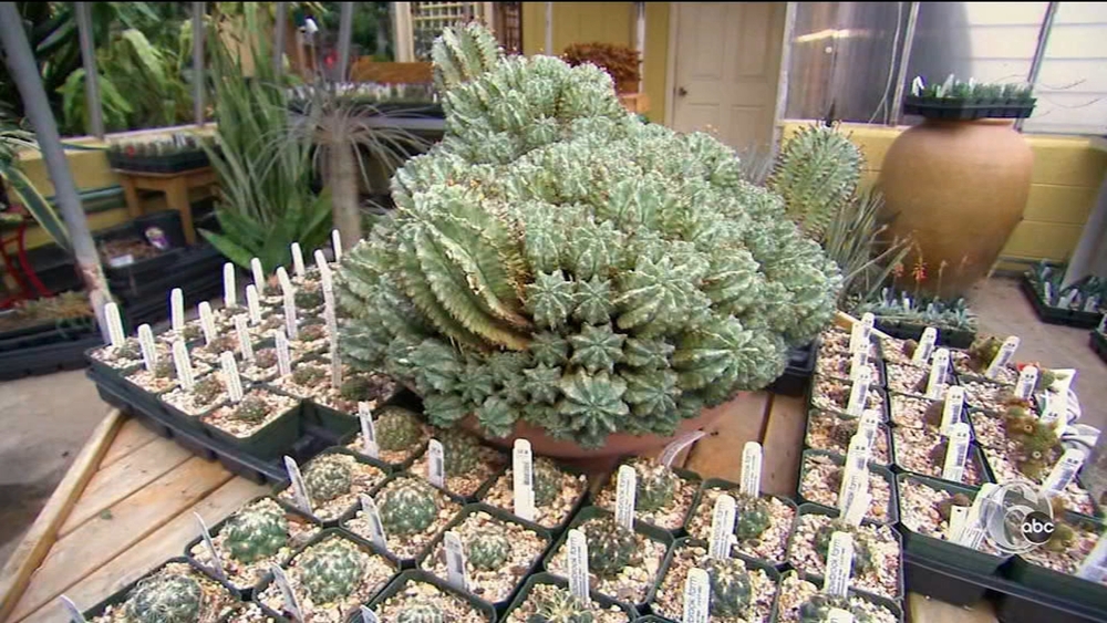 FYI Philly: Philly Flower Show Preview