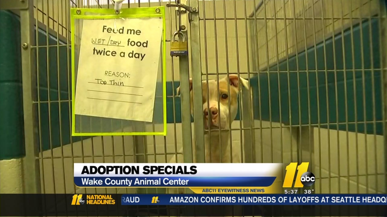 Thinking about adopting a pet for Valentine�s Day? Wake