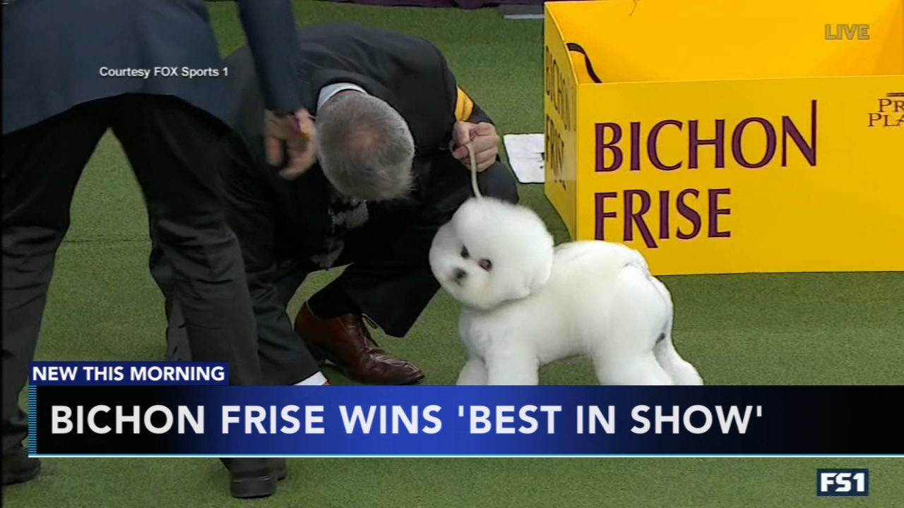 Bichon frise becomes America's top dog