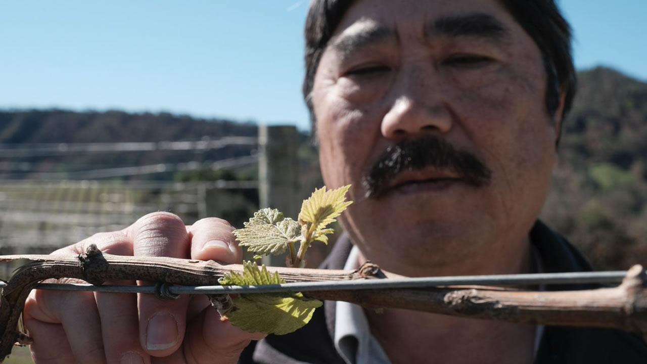Record early bud break in Napa Valley brings new worries