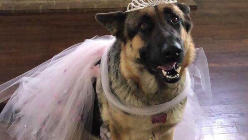 PRETTY IN PINK: German shepherd celebrates her quinceanera