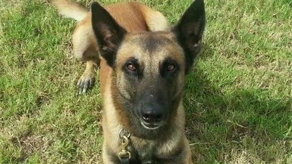 K9 death
