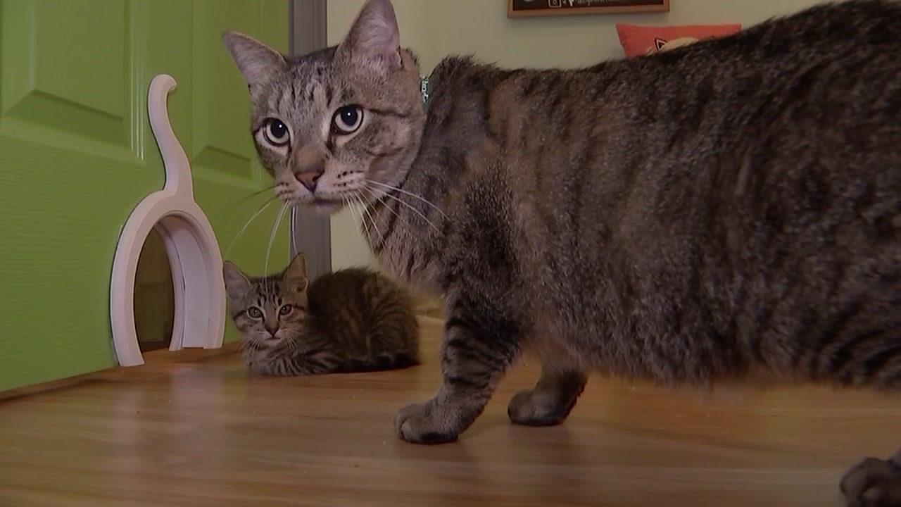 MISSING: Feline scrambles after thief breaks in to cat café