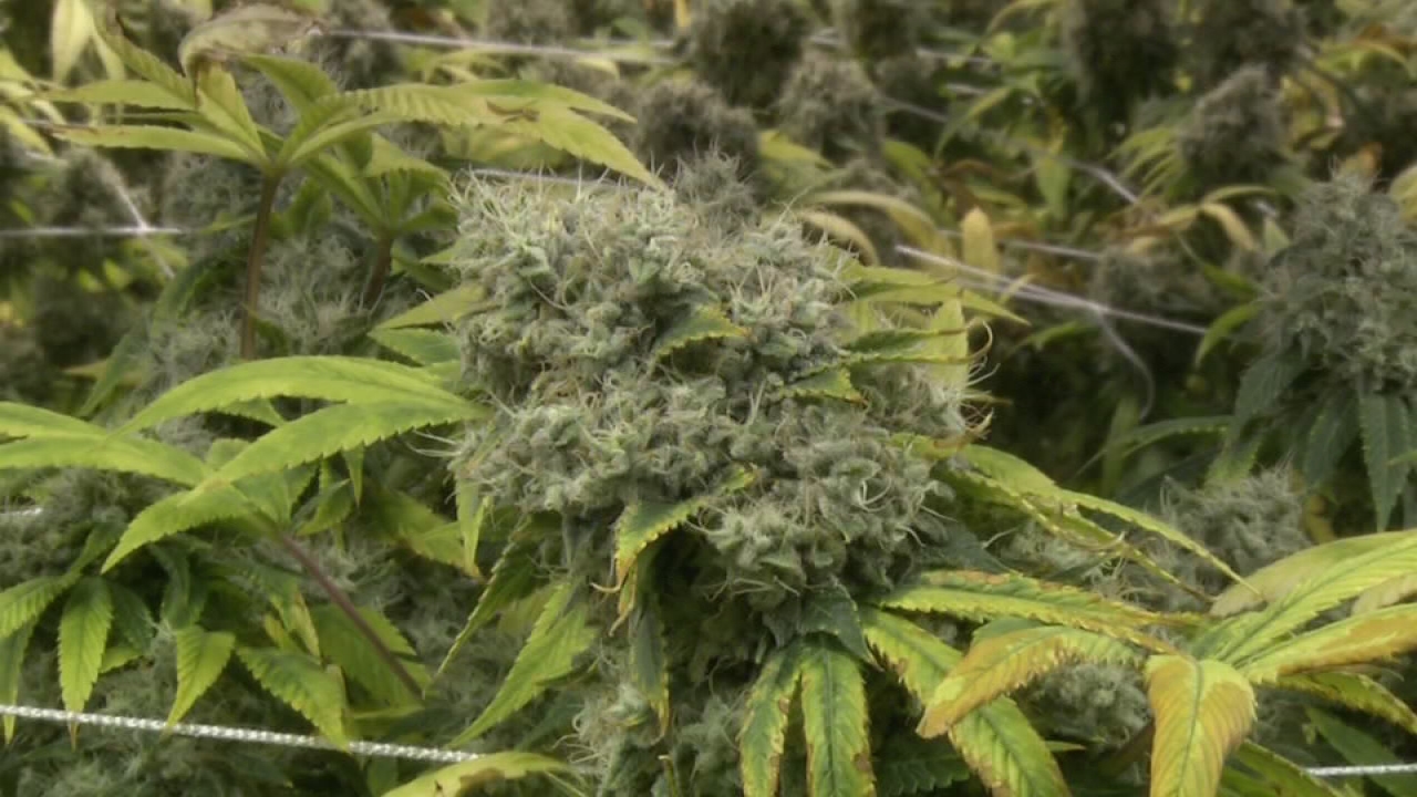 Fresno County DA not following other prosecutors in proactive cannabis case dismissals