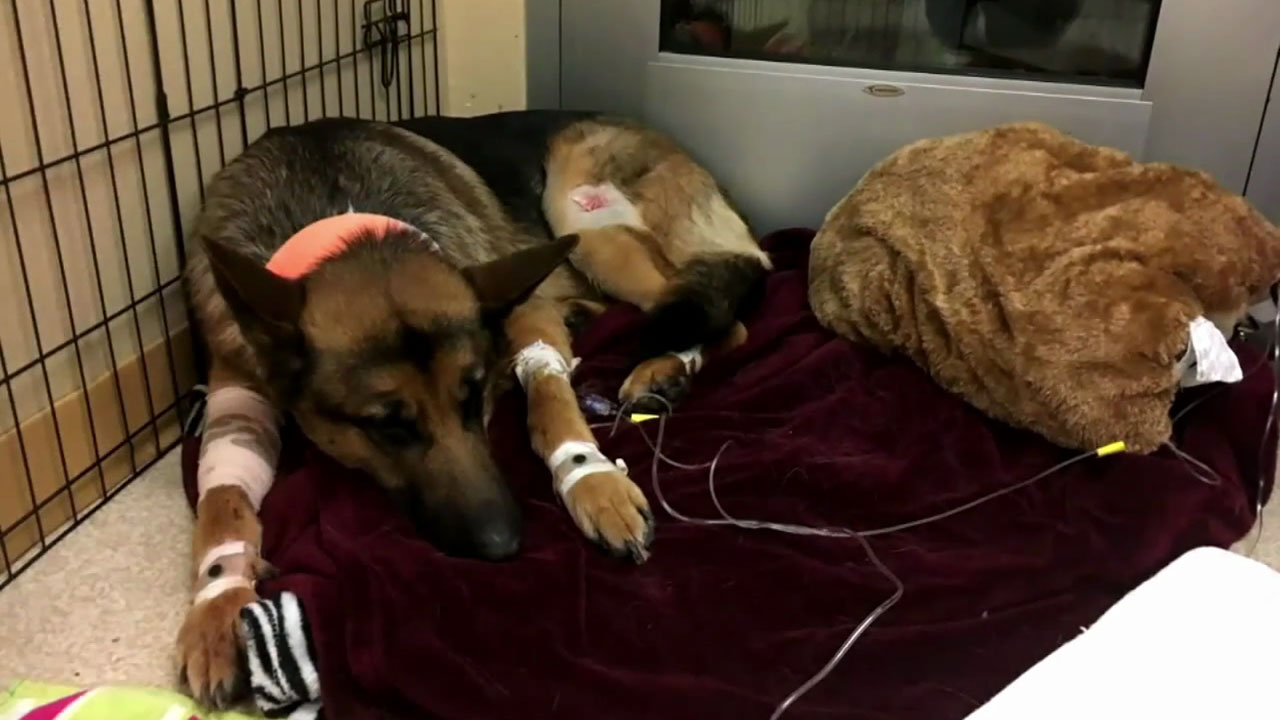 Dog gets shot 3 times saving teen owner from burglars