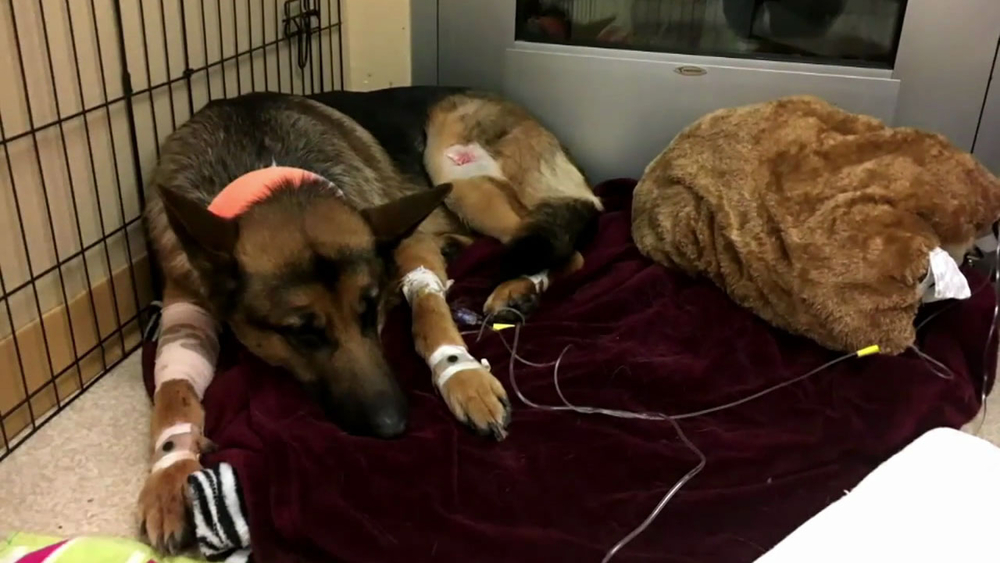 Dog gets shot 3 times saving teen owner from burglars