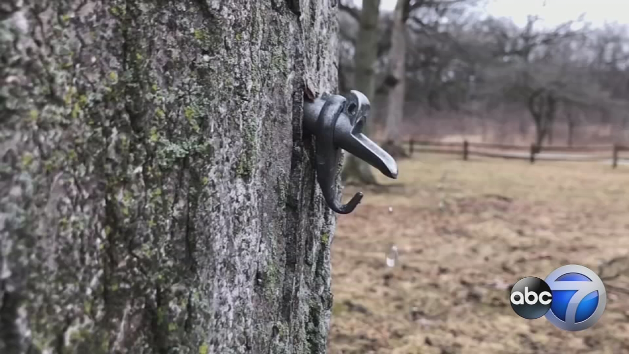Maple syrup hikes return to Lake County