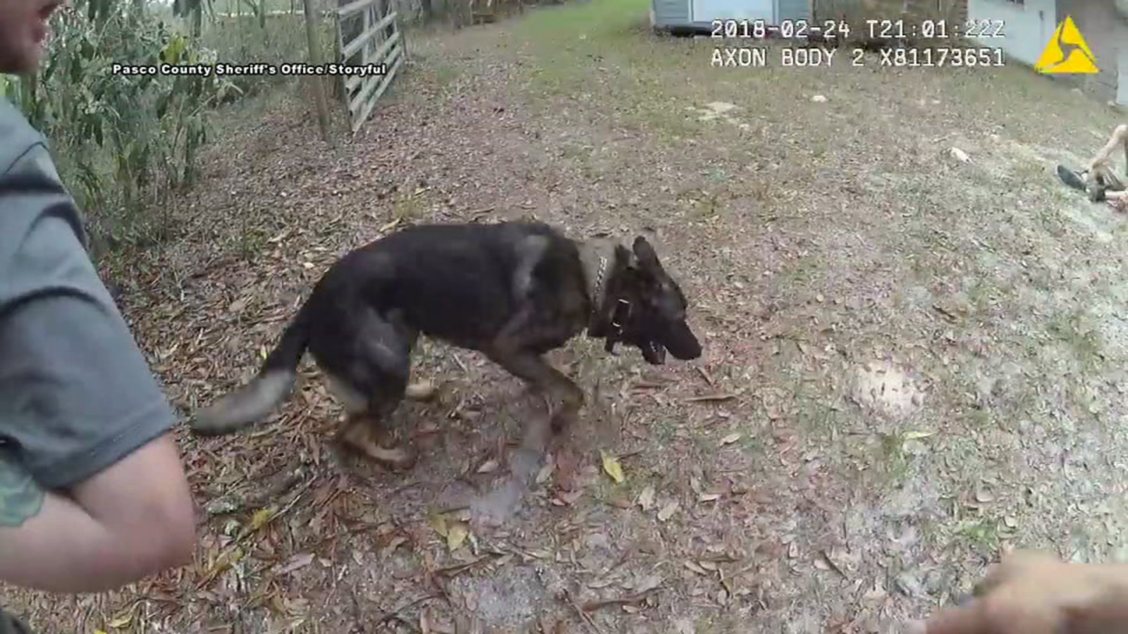 'Get him, Shep!' - K9 and police officer split up to catch car theft ...