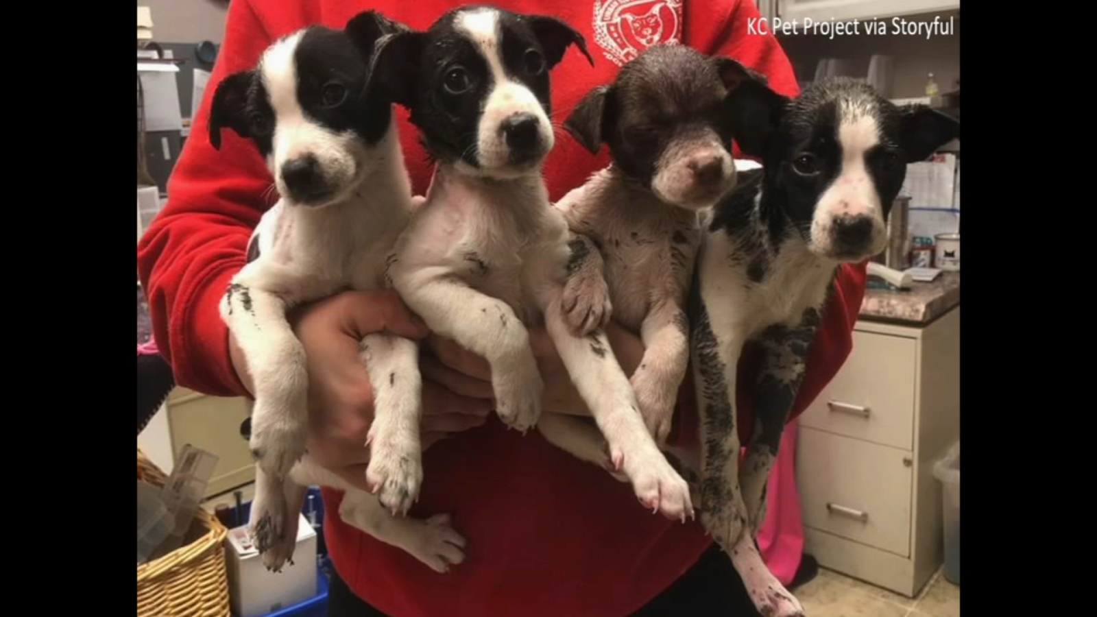 Missouri man arrested after puppies found covered in latex paint ABC13 Houston