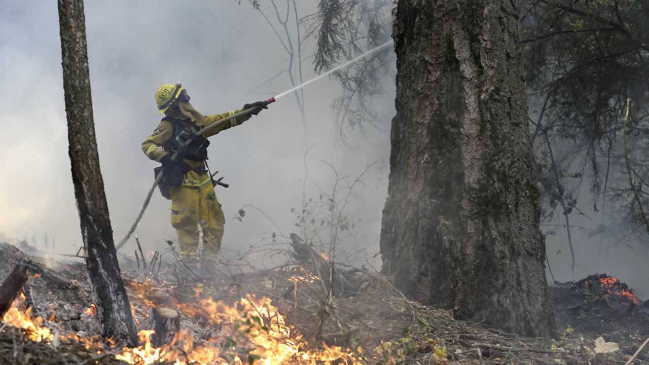 A firefighter waters down a tree as flames approach a containment line, while fighting the King fire near Fresh Pond, Calif., Thursday, Sept. 18, 2014.