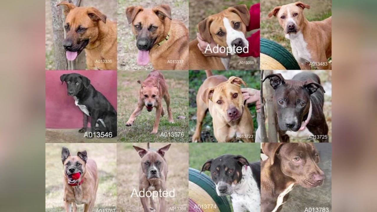 great bend animal shelter