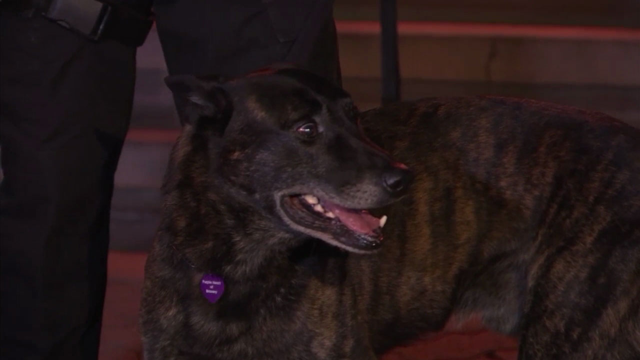 OC K-9 who took down chase suspect recovering after mouth surgery