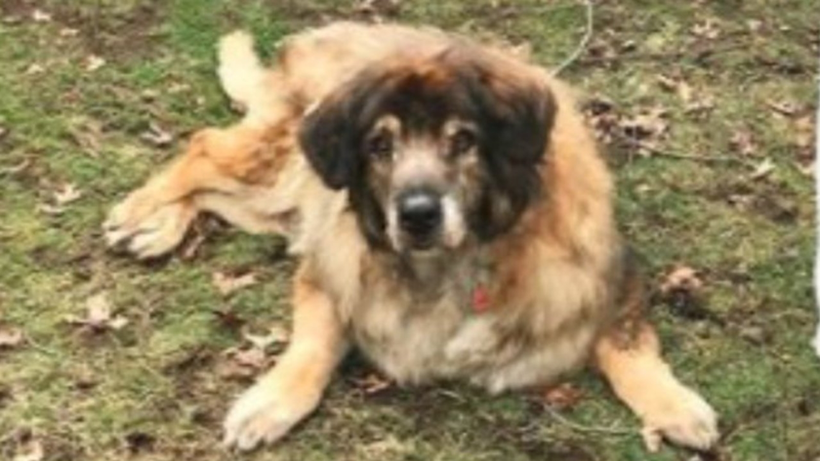 Abused dog found in trash bag in Brooklyn adopted by loving family in ...