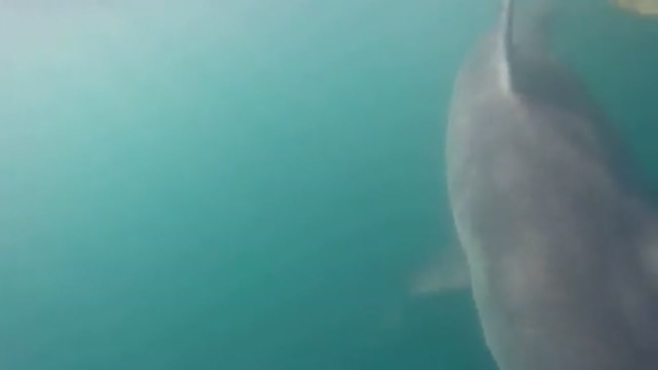 3,000 pound Great White Shark caught off Hilton Head