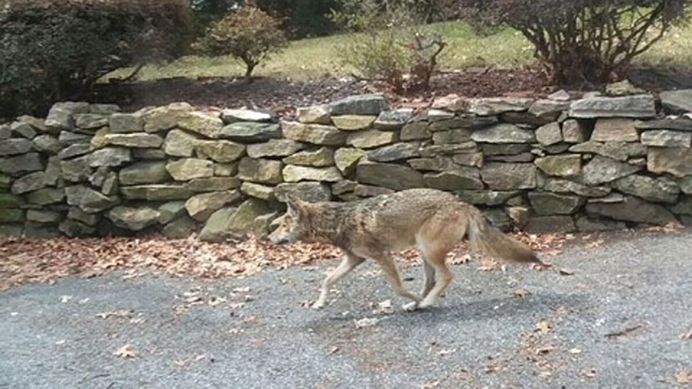Coyotes attacking Westchester residents
