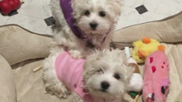 Barbra Streisand reveals she has 2 cloned dogs