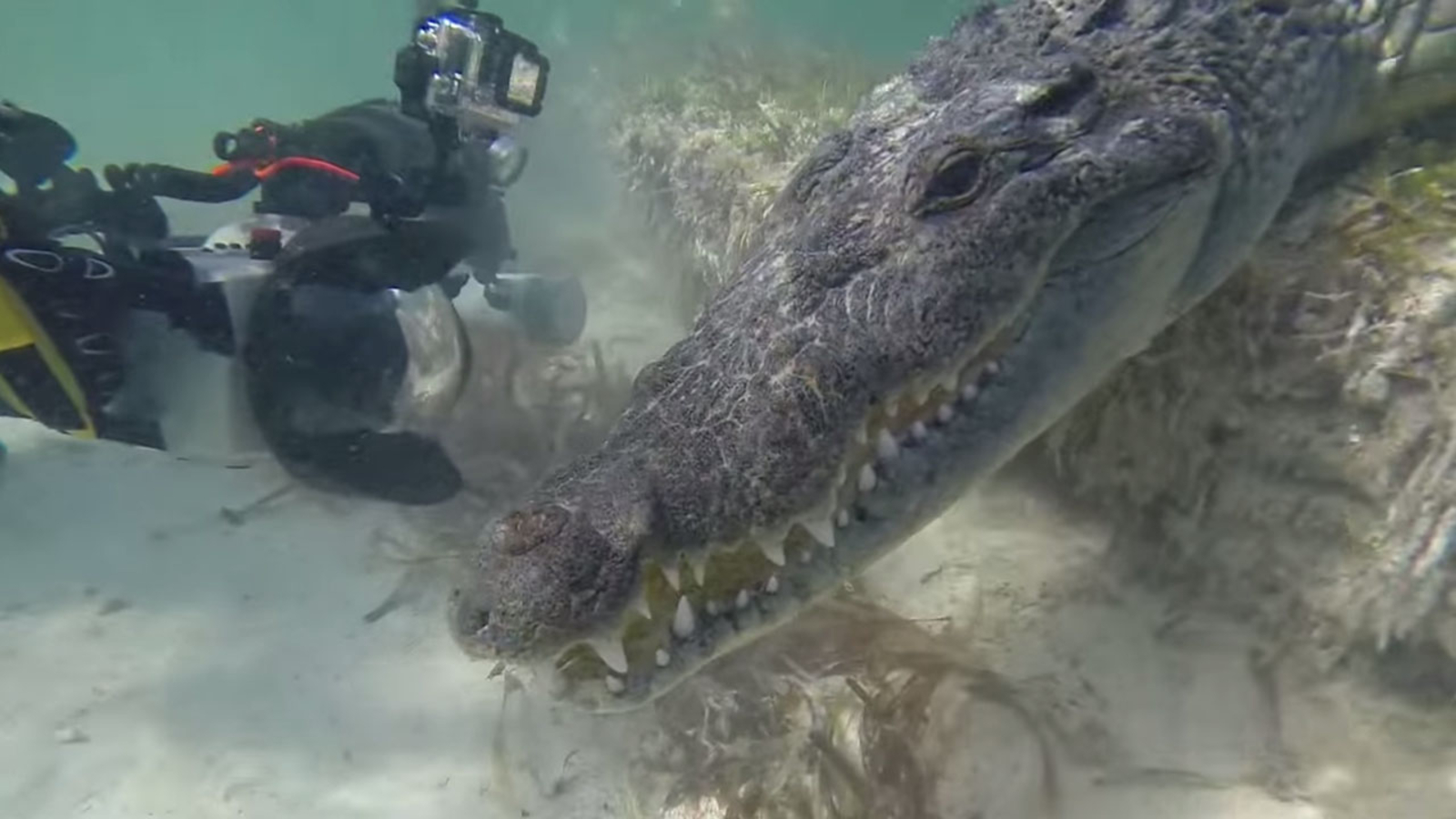 VIDEO Diver in Mexico goes facetoface with crocodile ABC7 Los Angeles