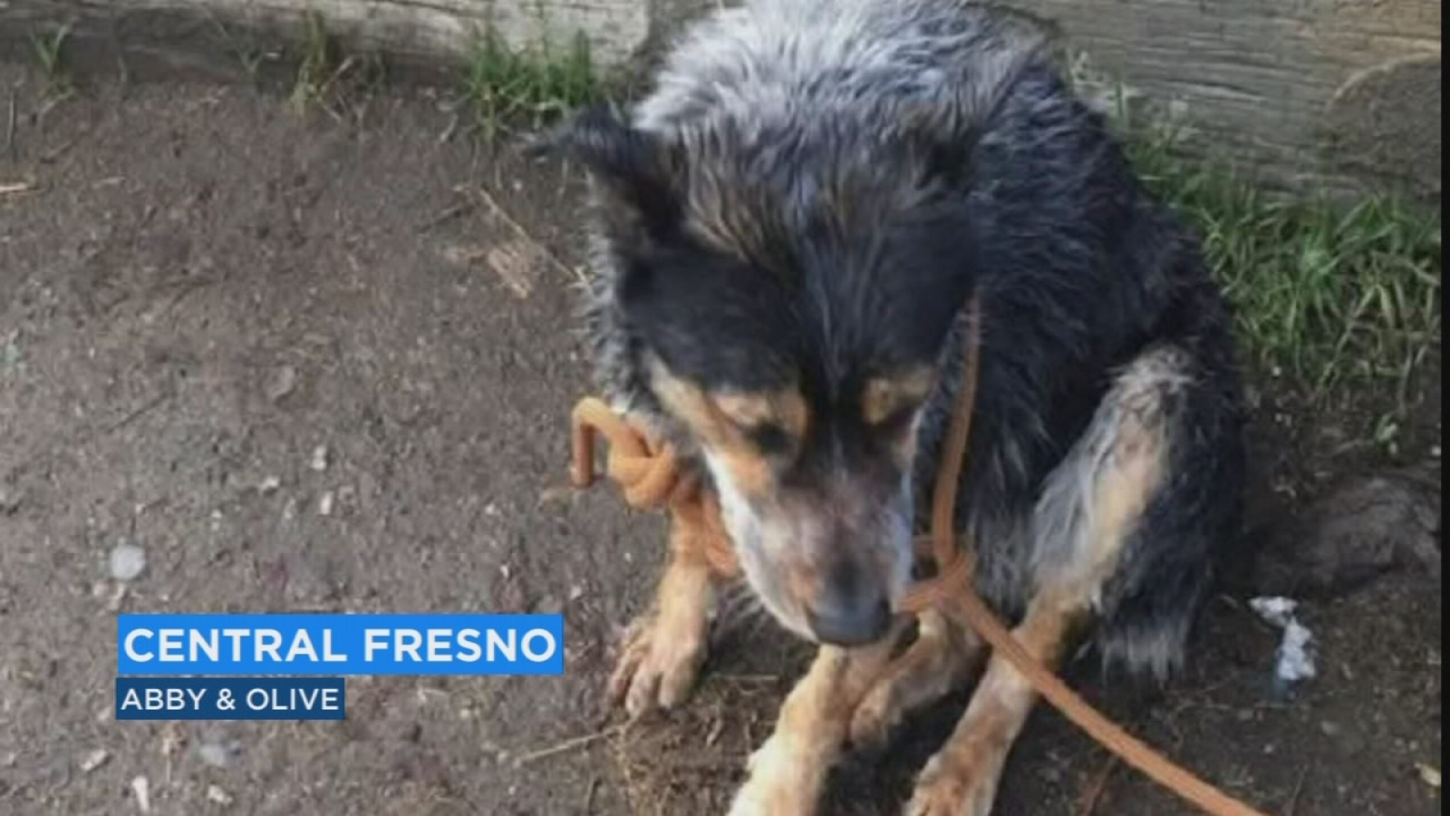 Officials looking for owner of dog rescued from canal in Fresno ABC30