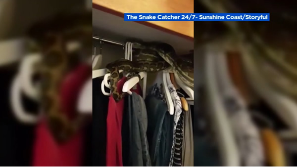 VIDEO: Woman finds python slithering in closet 