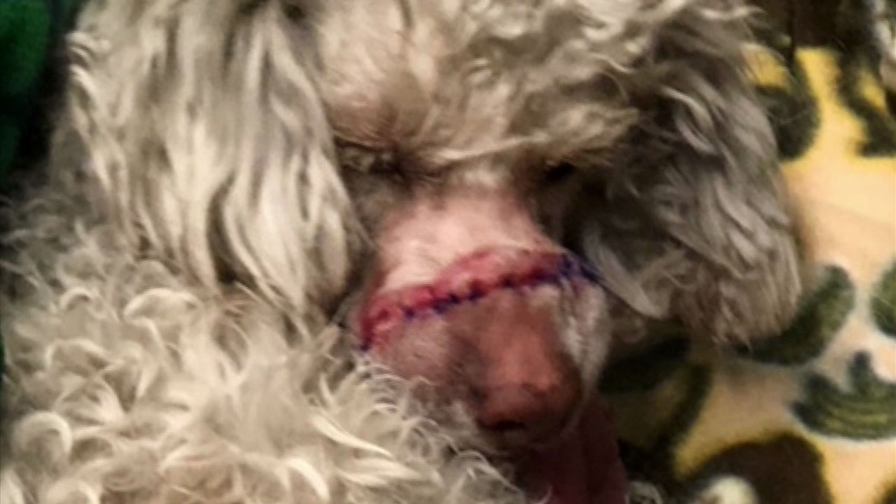 Poodle recovers after removal of rubber band around his mouth