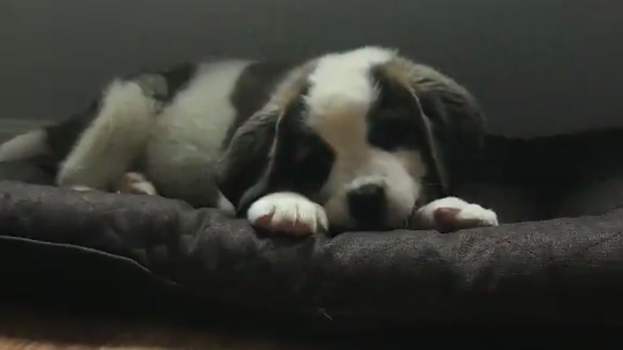 Firefighters rush to save super cute puppy
