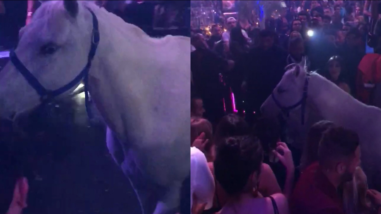 Miami Nightclub Shut Down After Woman Rides Horse On Dance Floor Miami Nightclub Shut Down After Woman Rides Horse On Dance Floor Abc7