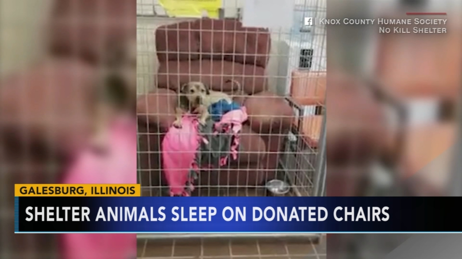 Illinois shelter animals curl up on donated chairs 6abc Philadelphia