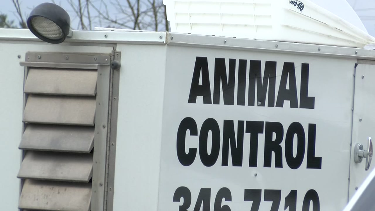 Newborn baby mauled to death by family's wolf hybrid dog