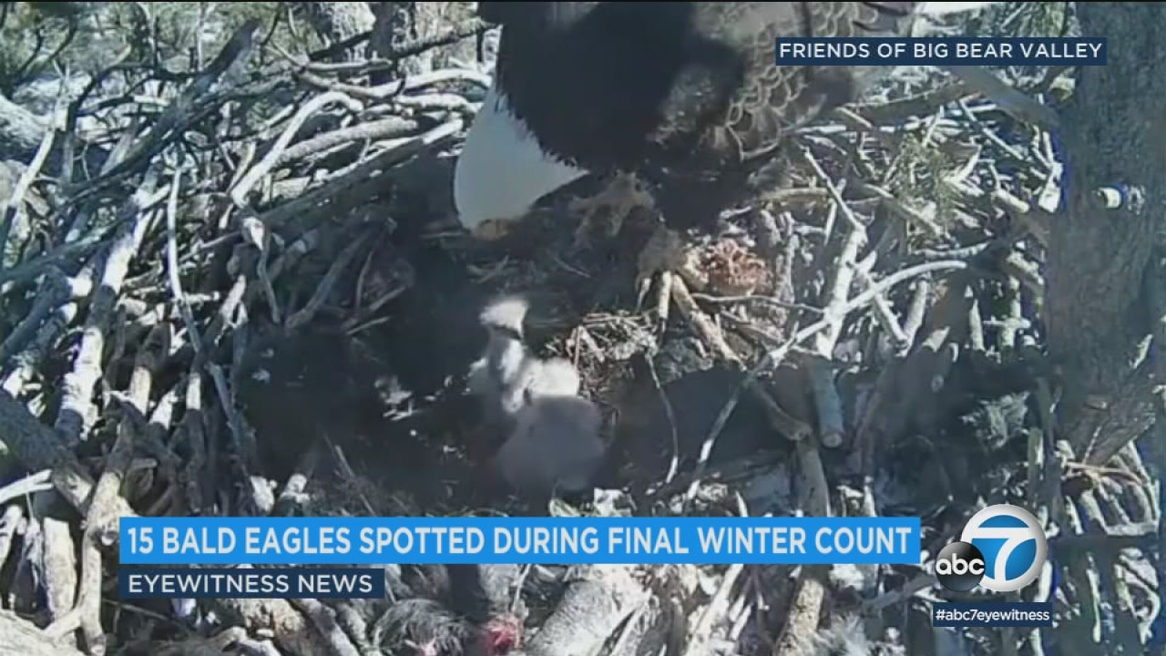 15 bald eagles spotted in SoCal count