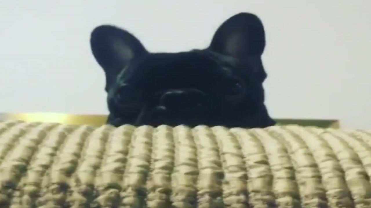 Dog dies on United flight from IAH after being put in overhead bin