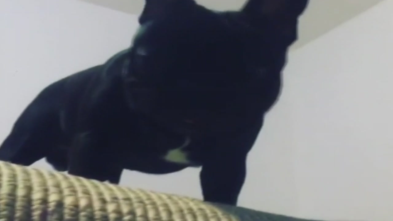 United releases statement after death of dog on plane
